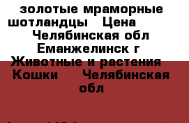 золотые мраморные шотландцы › Цена ­ 5 000 - Челябинская обл., Еманжелинск г. Животные и растения » Кошки   . Челябинская обл.